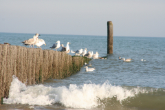 sandburg.nl